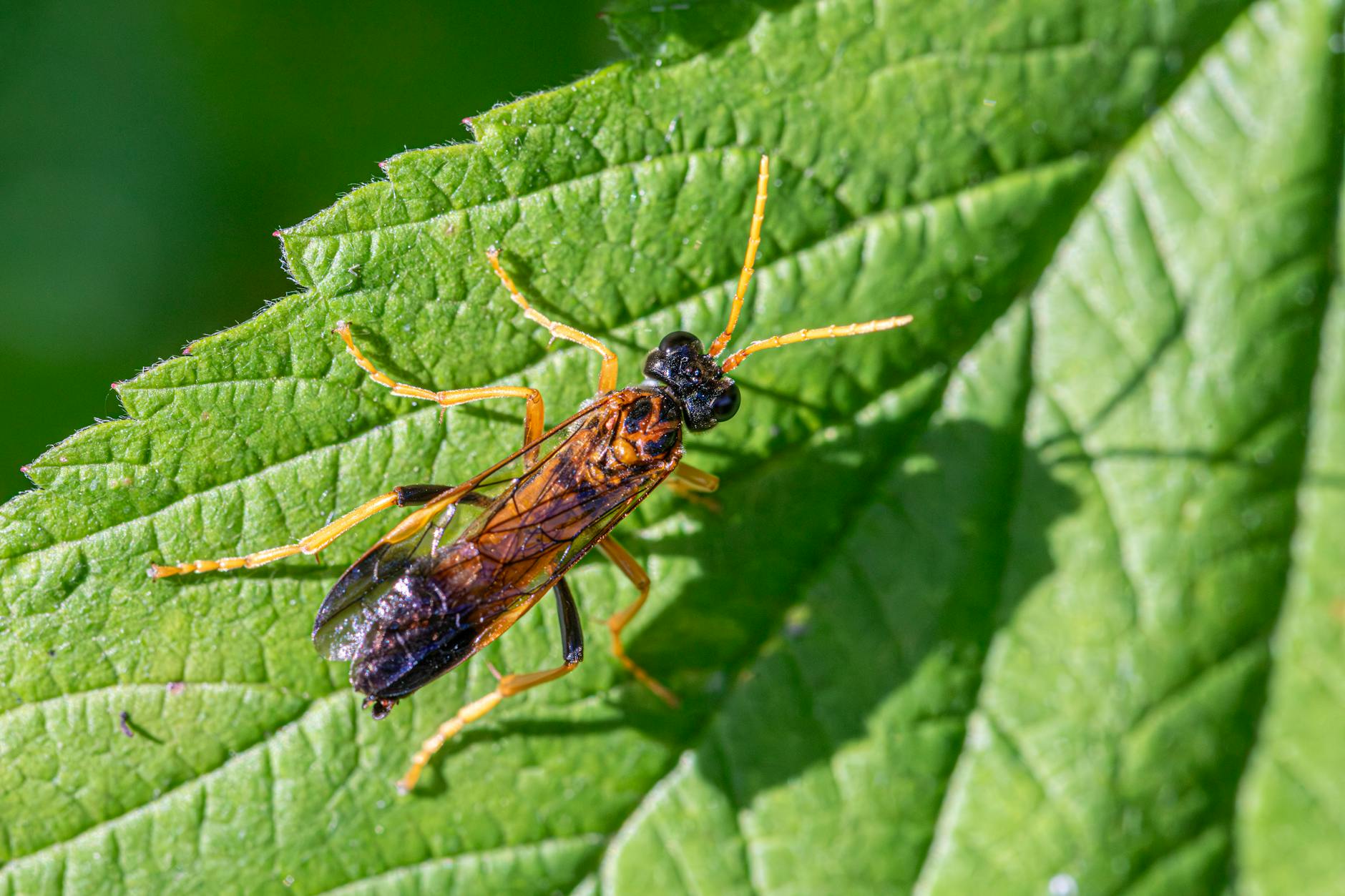 Gambar spesialis partisi yang menawarkan berbagai produk seperti pintu lipat PVC, sticker sandblast kaca kantor, sticker kaca es, dan hospital track untuk memenuhi kebutuhan dekorasi dan privasi ruangan.
