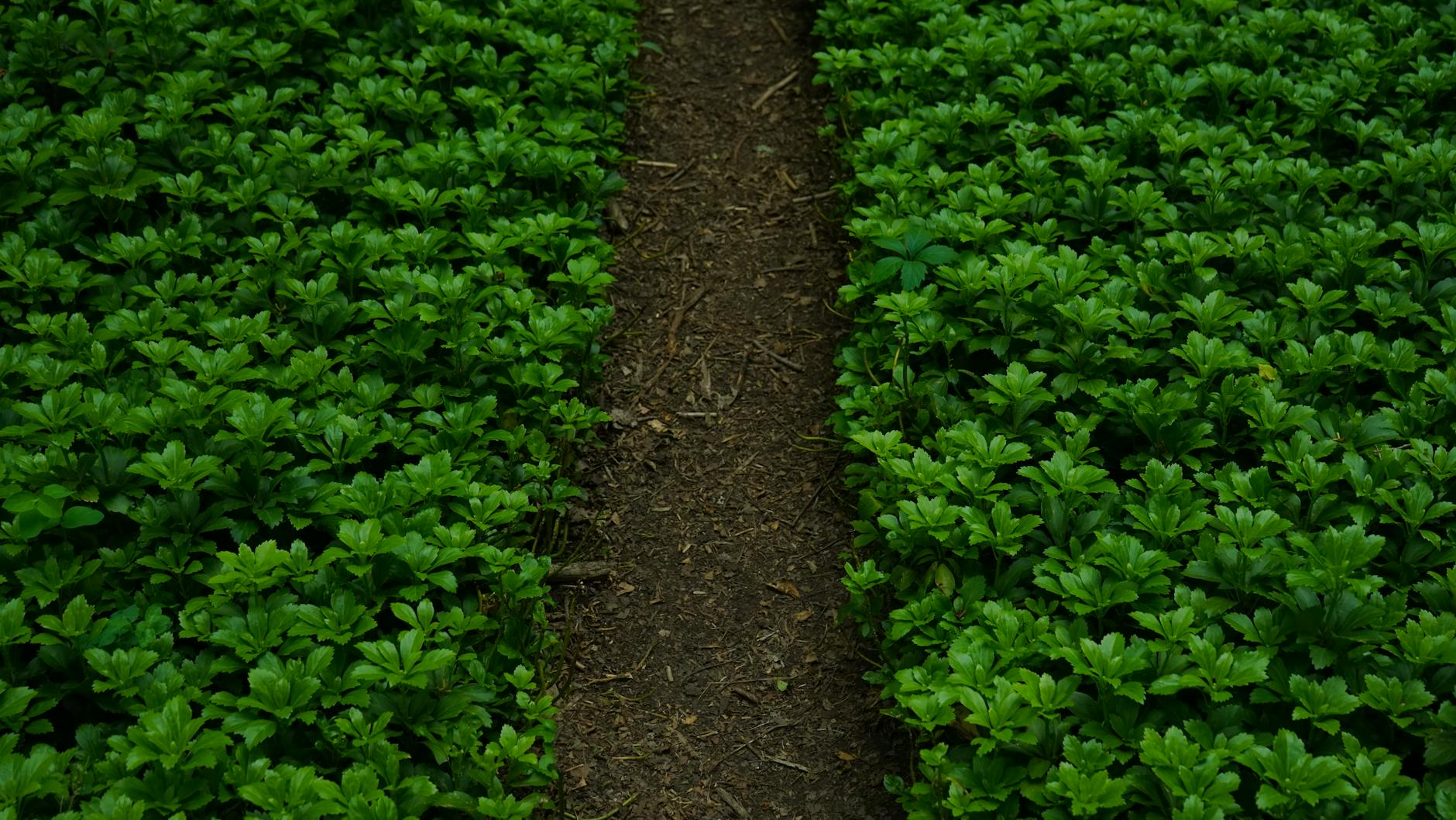 Gambar wallpaper dinding ruang tamu minimalis modern dengan desain sederhana dan warna netral yang cantik untuk dekorasi interior rumah